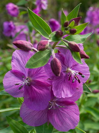 Fireweed plant